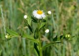 Erigeron annuus