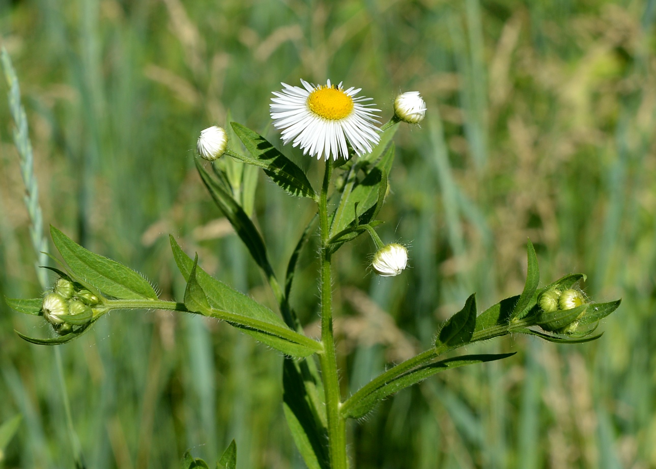 Изображение особи Erigeron annuus.