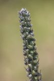 Echium russicum. Верхушка развивающегося соцветия. Ростовская обл., Белокалитвинский р-н, окр. с. Литвиновка, ур. Филькино, степная опушка леса. 28.05.2022.