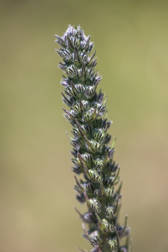 Image of Echium russicum specimen.