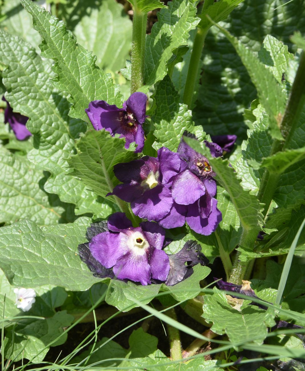 Изображение особи Verbascum phoeniceum.