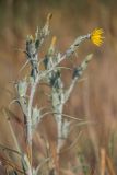 genus Tragopogon. Верхушка растения с соцветиями. Ростовская обл., Шолоховский р-н, окр. станицы Вёшенская, пески. 12.06.2022.