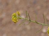 Sisymbrium polymorphum. Соцветие с цветками и завязавшимися плодами. Алтай, Кош-Агачский р-н, 3 км СВ с. Кокоря, глинистый склон. 24 июня 2022 г.