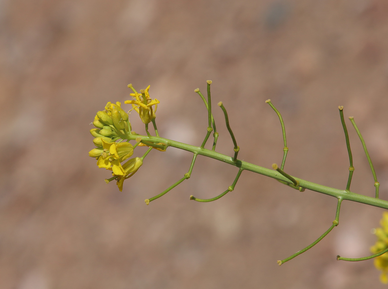 Image of Sisymbrium polymorphum specimen.