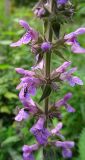 Stachys palustris