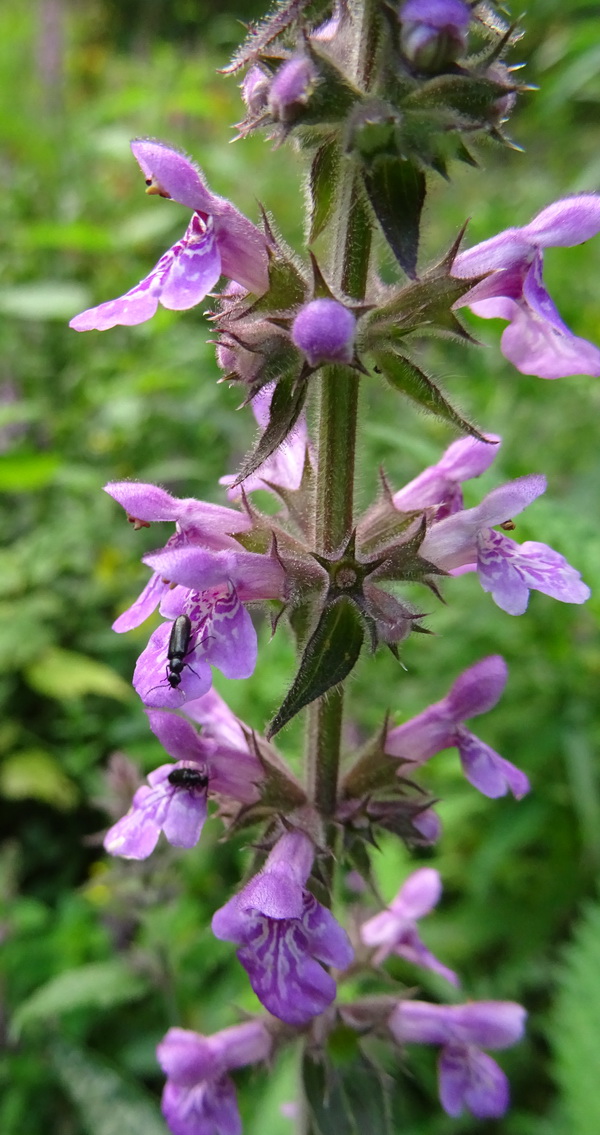 Изображение особи Stachys palustris.