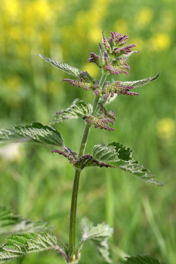 Изображение особи Urtica dioica.