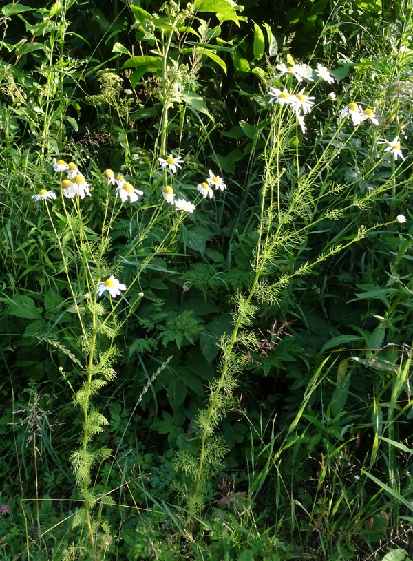 Изображение особи Tripleurospermum inodorum.