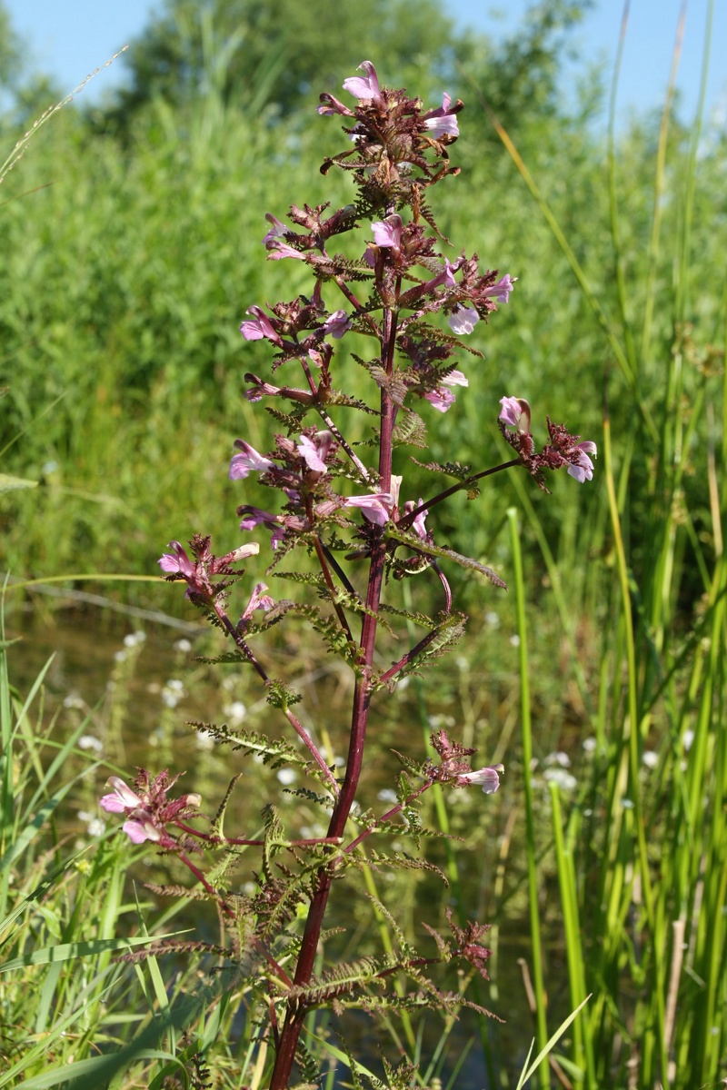 Изображение особи Pedicularis palustris.