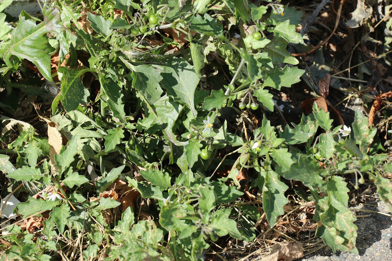 Изображение особи Solanum nigrum.