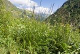 Agrostis planifolia. Цветущее растение. Карачаево-Черкесия, Урупский р-н, Кавказский биосферный заповедник, Имеретинское ущелье, Большой Имеретинский водопад, ≈ 2050 м н.у.м., субальпийский луг. 30.07.2022.