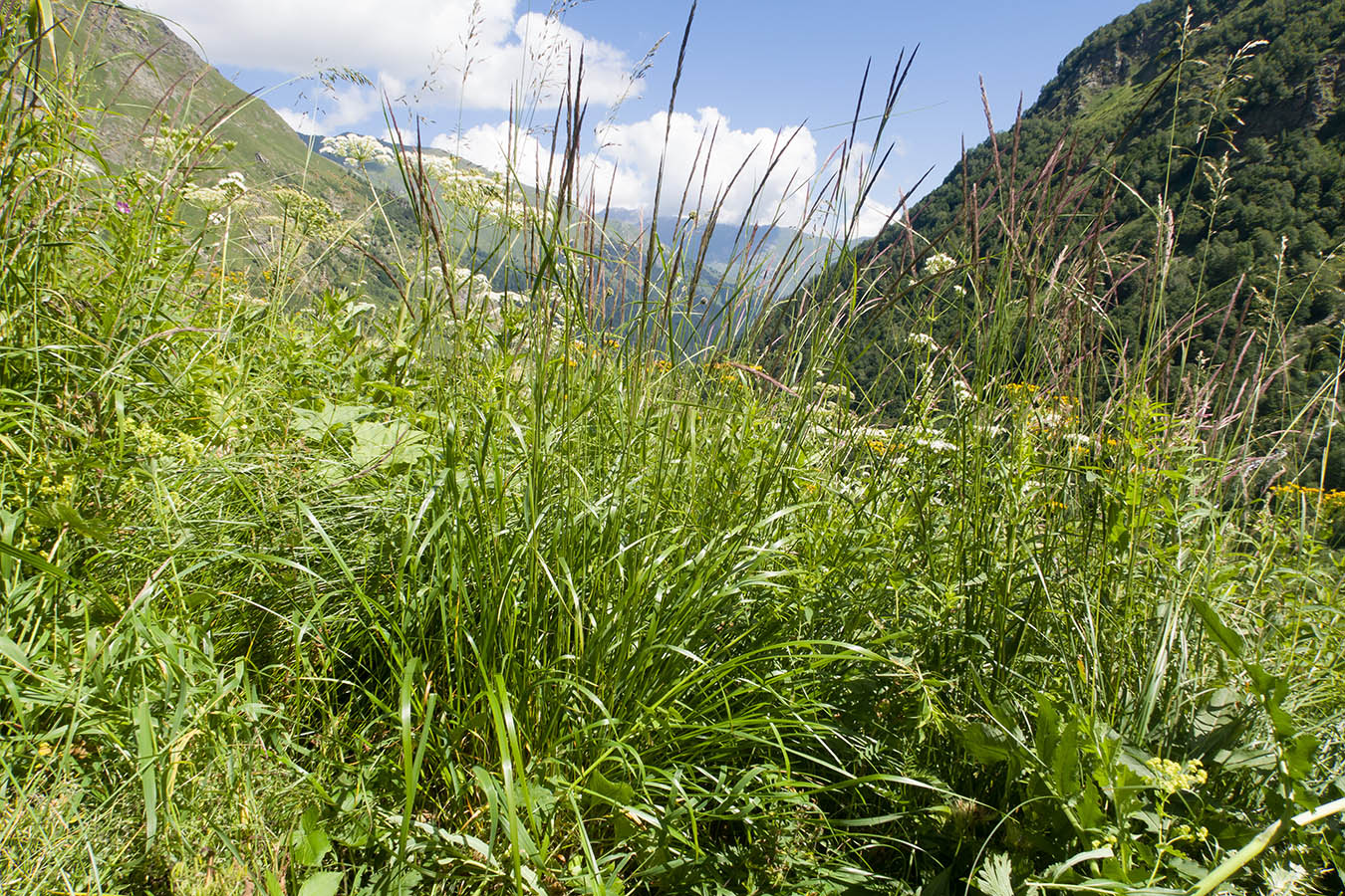 Изображение особи Agrostis planifolia.