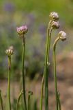 genus Armeria. Верхушки побегов с раскрывающимися соцветиями. Ростов-на-Дону, ботсад ЮФУ. 02.05.2022.