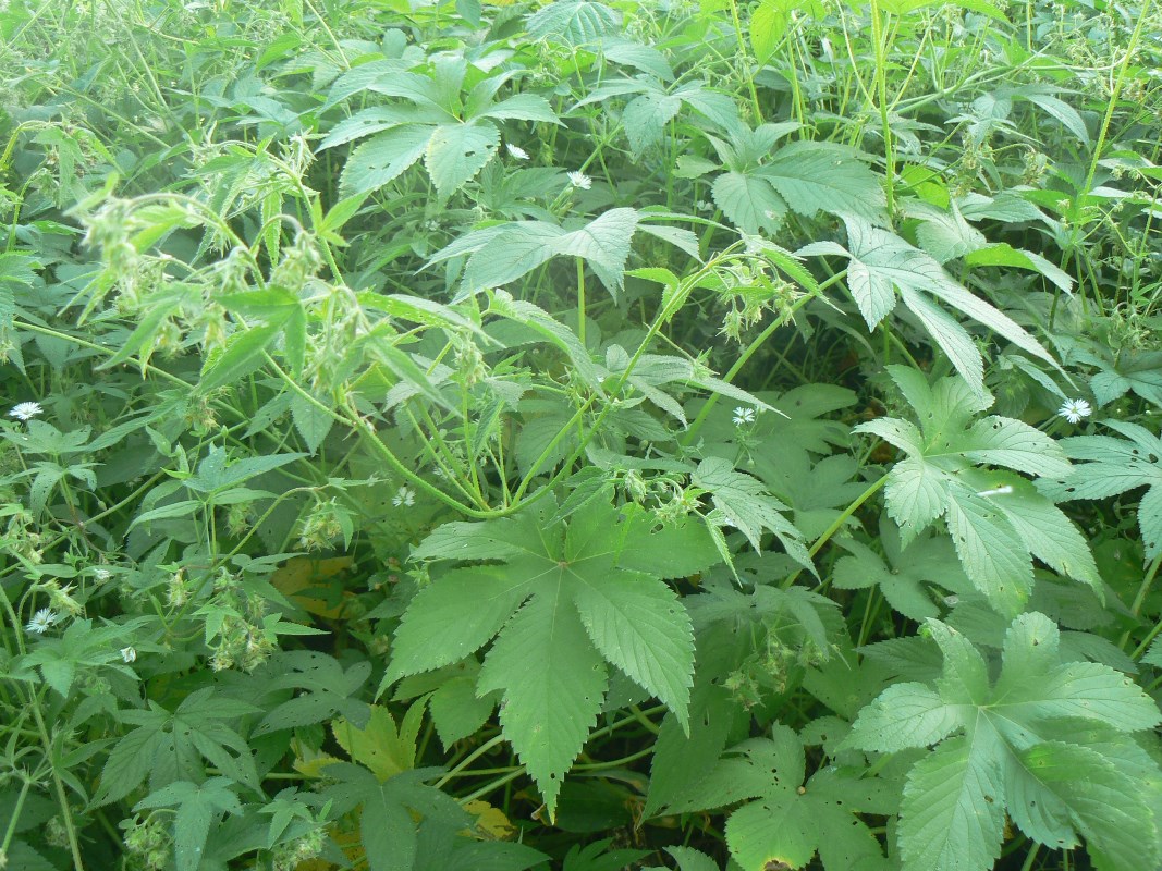 Image of Humulopsis scandens specimen.