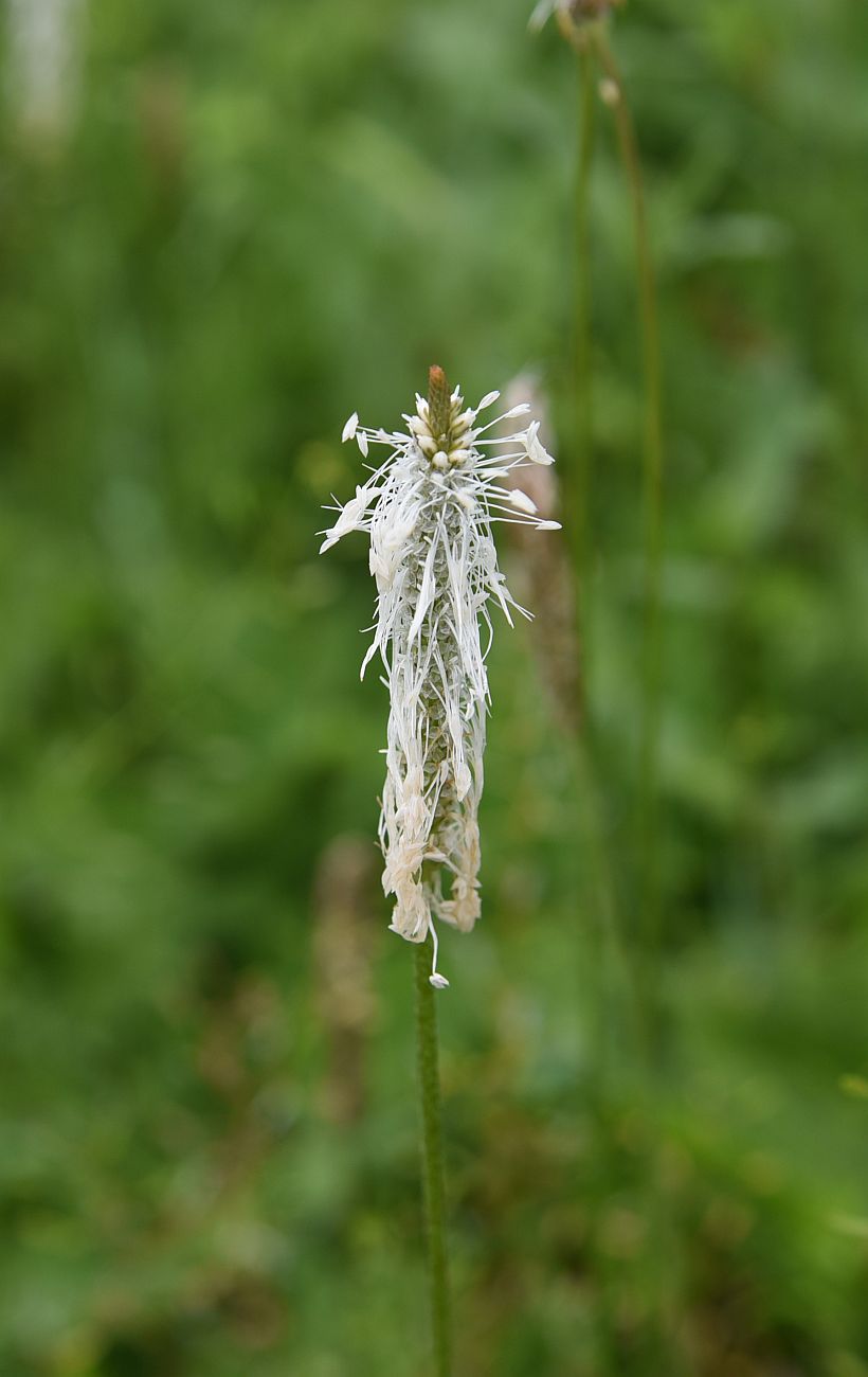 Изображение особи Plantago media.