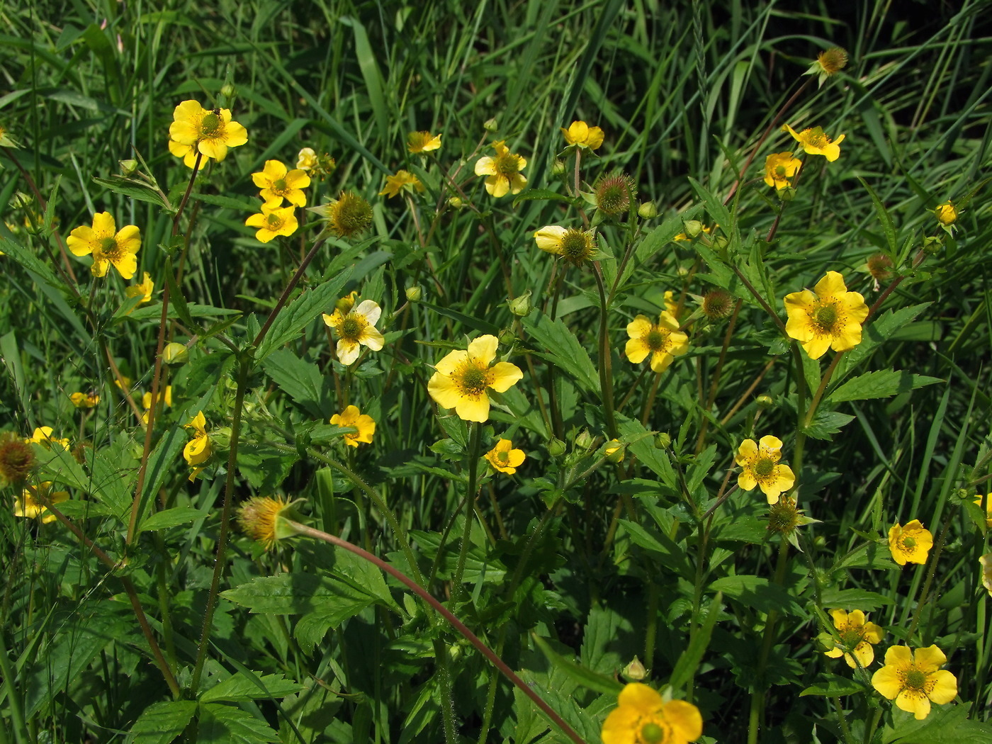 Изображение особи Geum aleppicum.