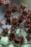 Sorbaria rhoifolia