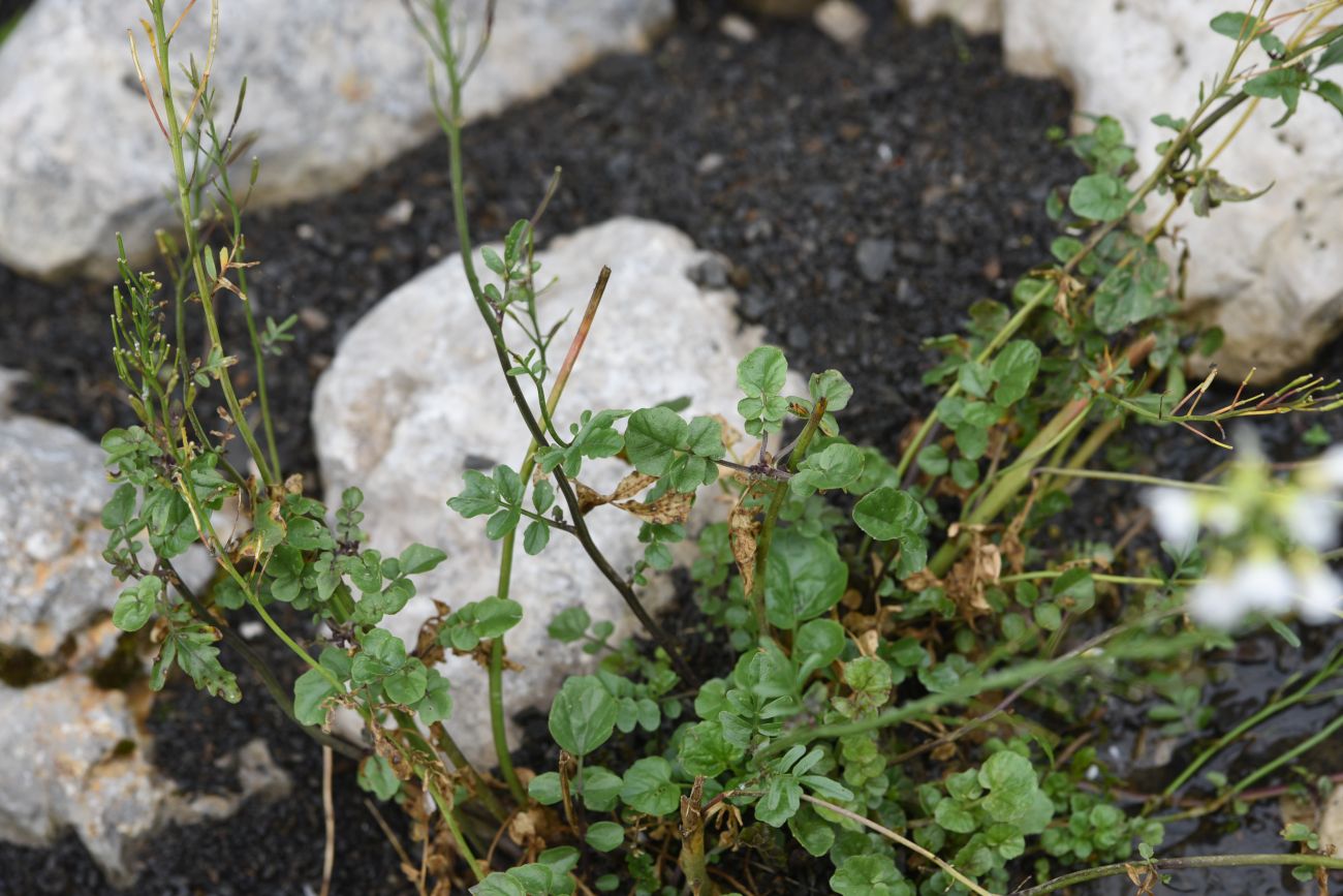 Image of Cardamine tenera specimen.