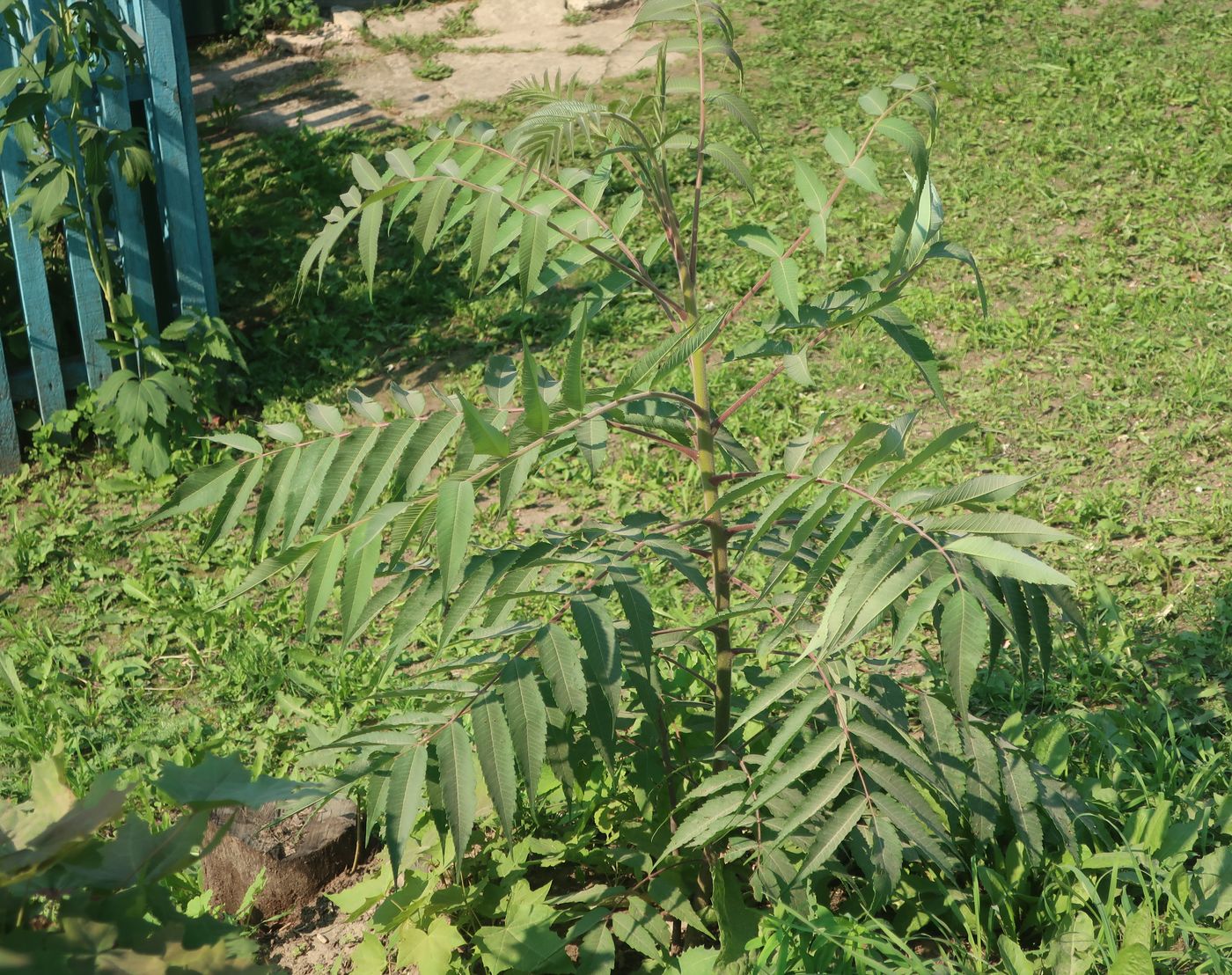 Image of Rhus typhina specimen.