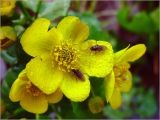 Caltha palustris. Цветок с каплями росы и сидящими на нём мухами. Московская обл., Раменский р-н, окр. дер. Хрипань, опушка заболоченного смешанного леса. 01.05.2002.