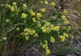 genus Medicago