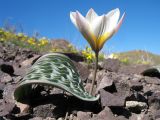 Tulipa regelii