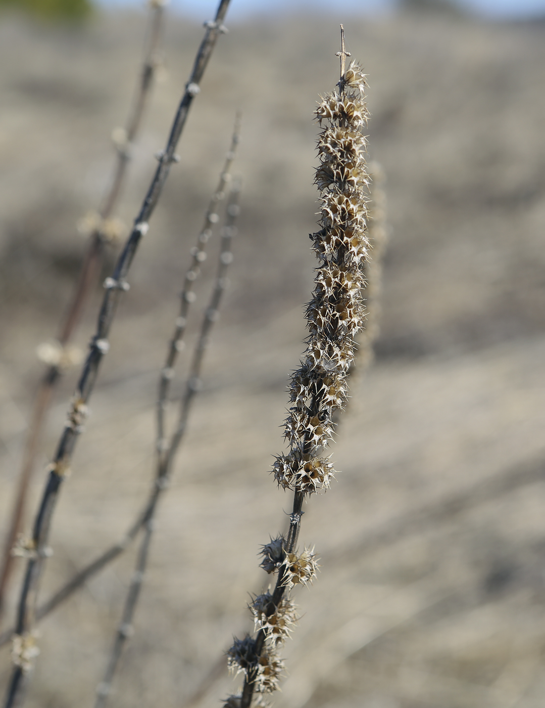 Изображение особи Leonurus quinquelobatus.