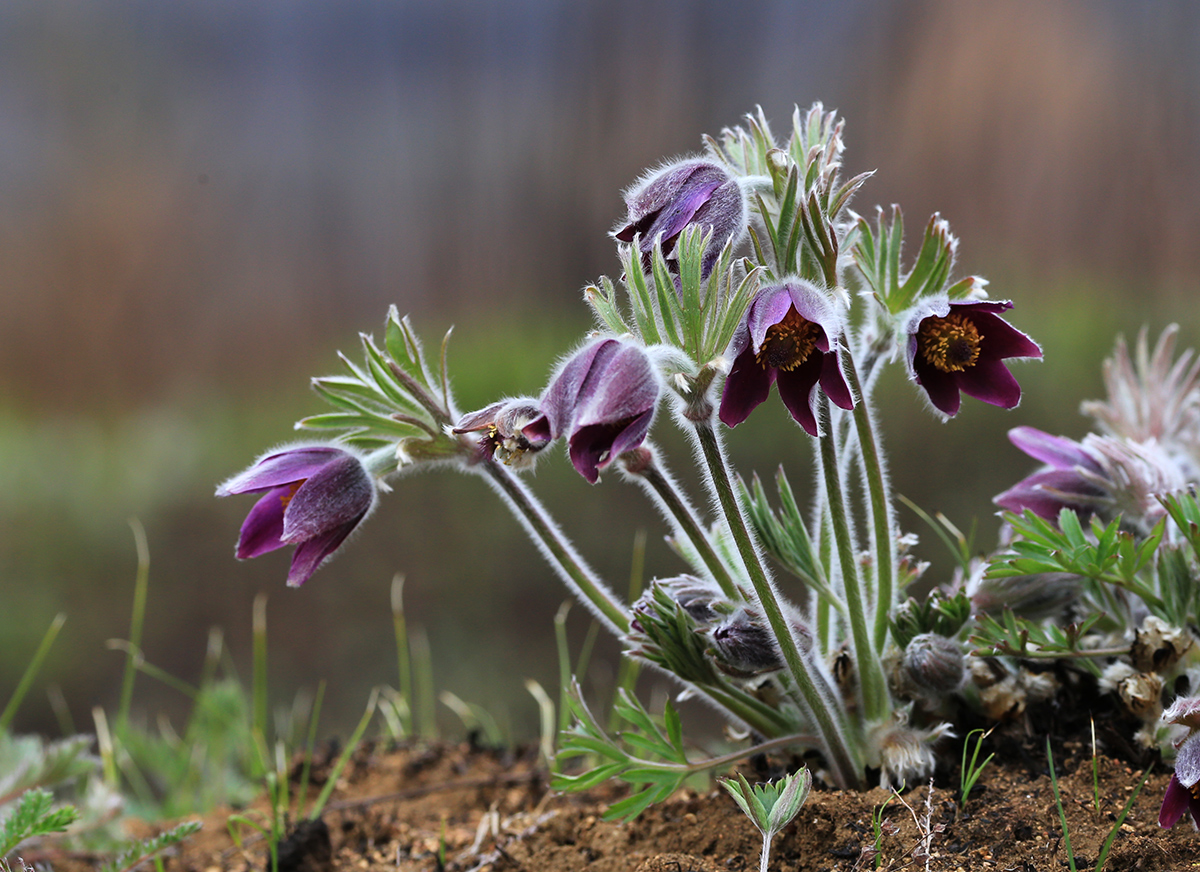 Image of Pulsatilla cernua specimen.