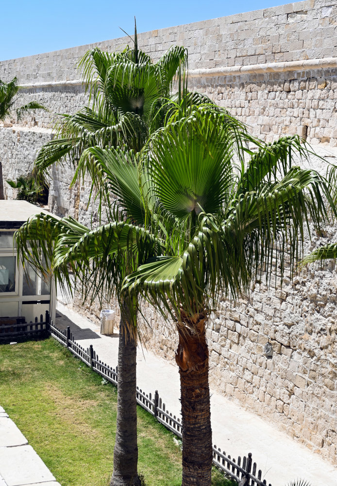 Image of Washingtonia robusta specimen.