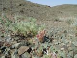 Astragalus chaetodon. Отцветшее растение (слева - Artemisia). Казахстан, Жамбылская обл., Мойынкумский р-н, 32 км СЗ пос. Хантау; Чу-Илийские горы, сопочный массив Майжарылган, щебнистая площадка на эрозионном склоне сопки; петрофитная полынно-терескеновая пустыня. 09.05.2023.