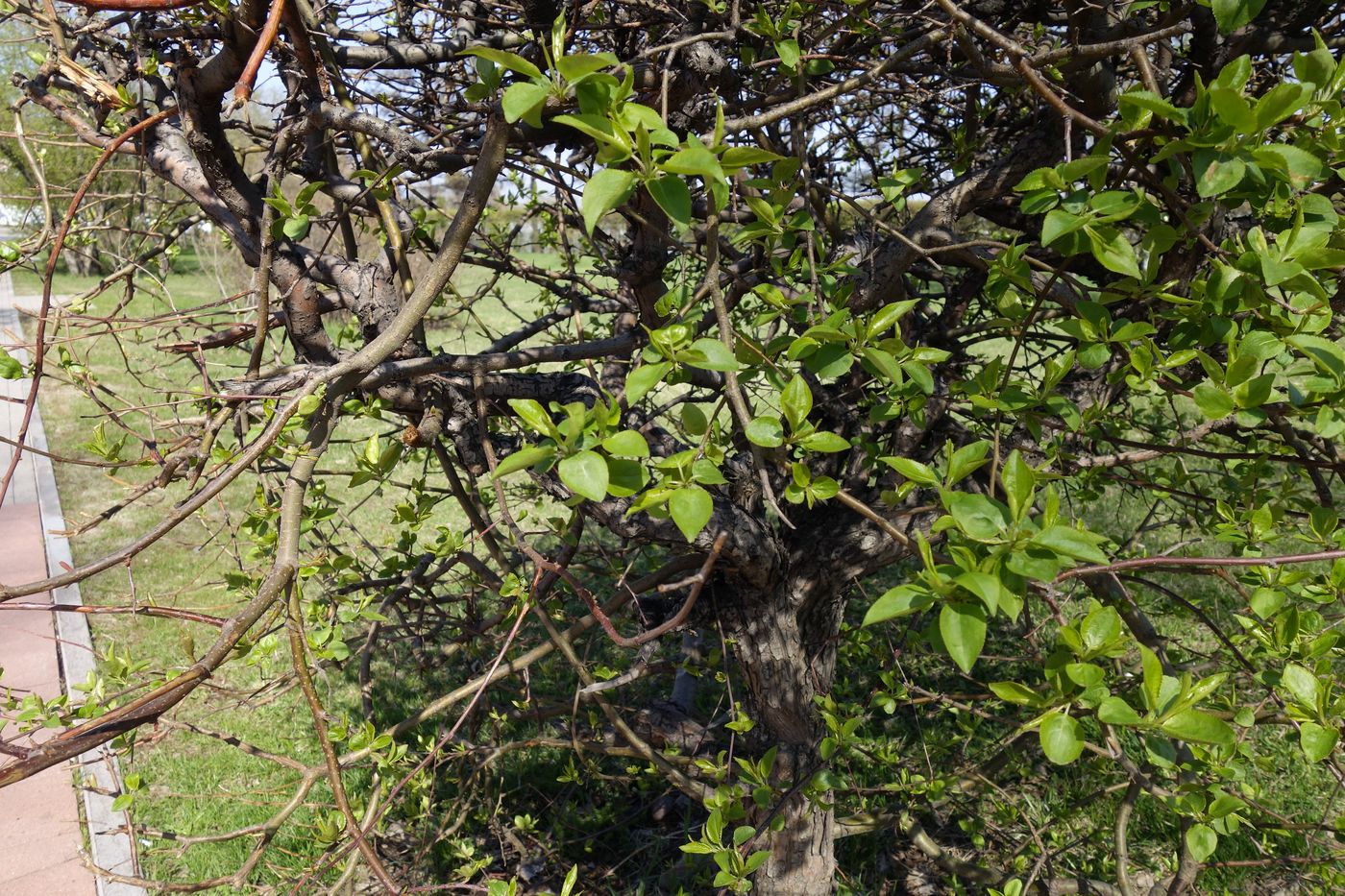 Image of genus Pyrus specimen.