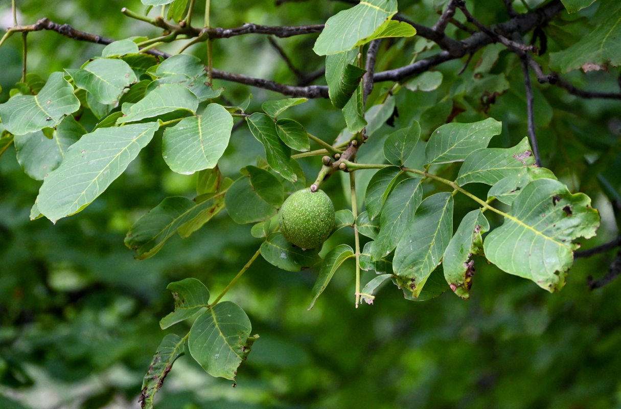 Изображение особи Juglans regia.