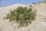 Zygophyllum atriplicoides. Плодоносящее растение. Таджикистан, Согдийская обл., горы Окбель, лёссовый склон. 7 мая 2023 г.