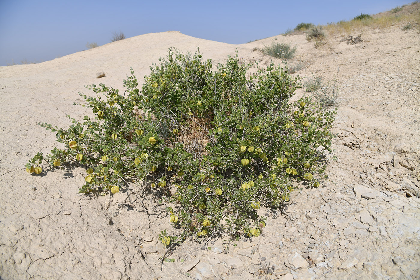 Изображение особи Zygophyllum atriplicoides.