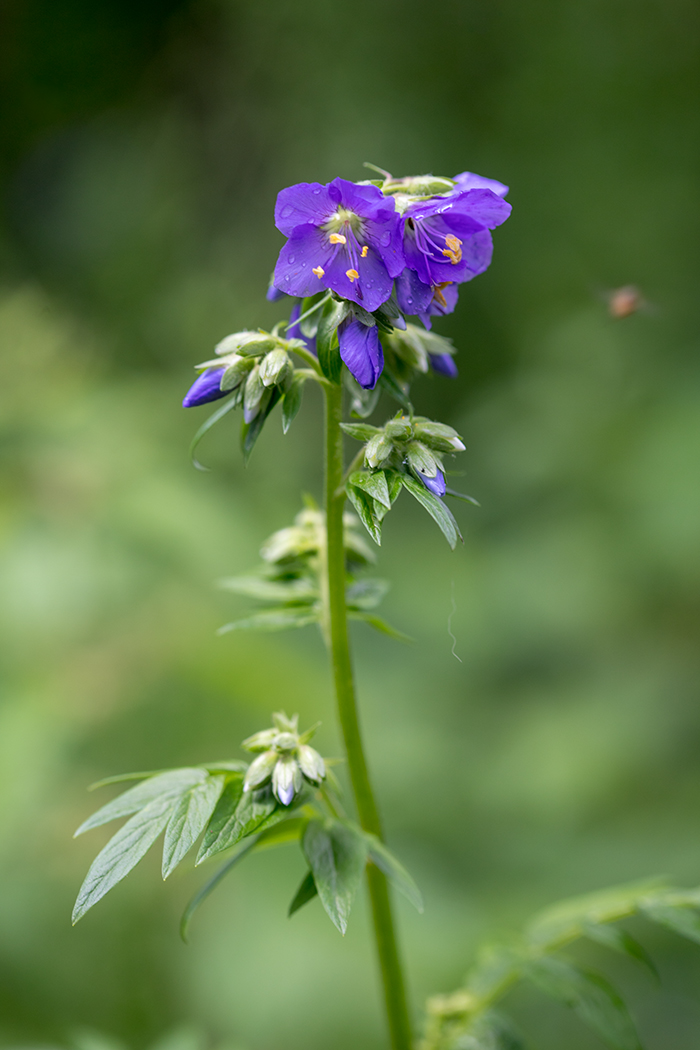 Изображение особи Polemonium caucasicum.