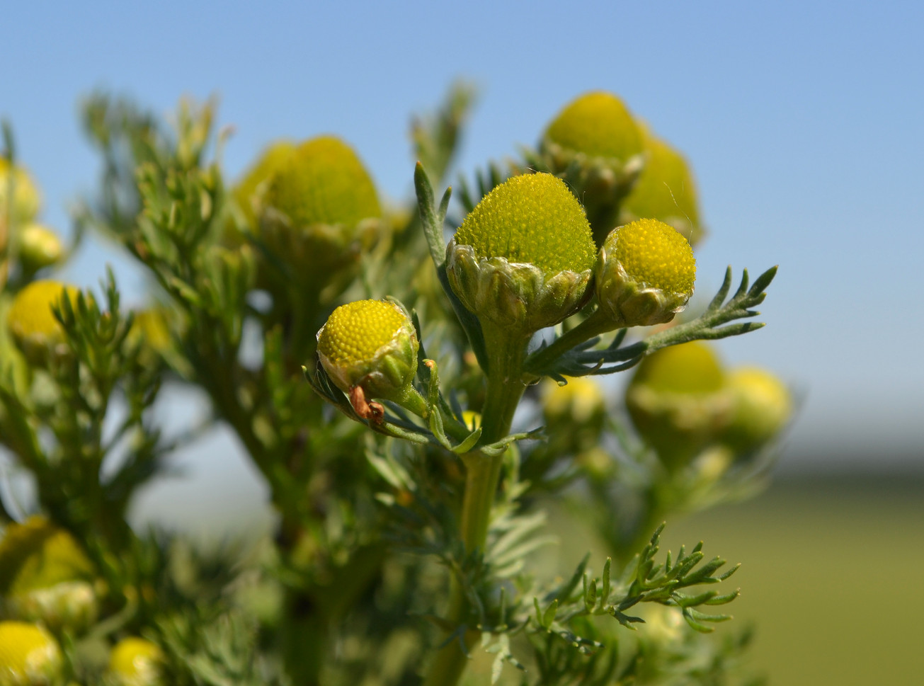 Изображение особи Matricaria discoidea.