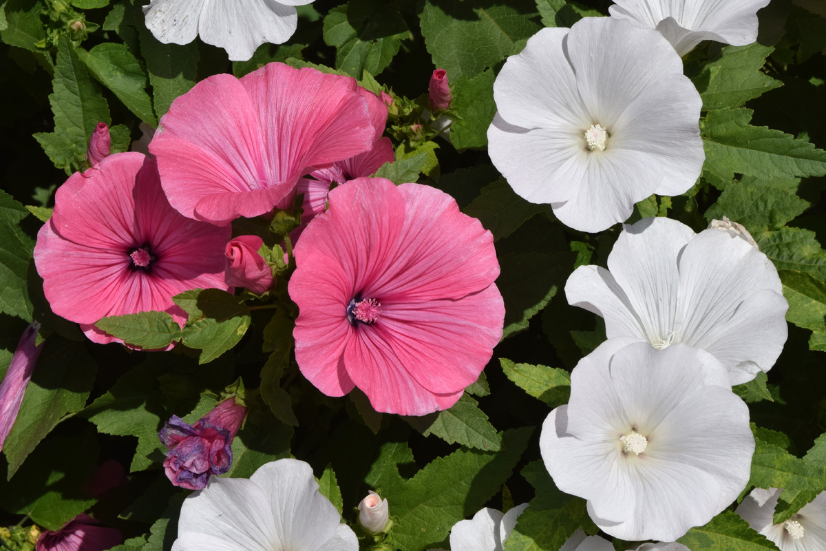 Изображение особи Malva trimestris.