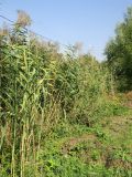 Phragmites altissimus