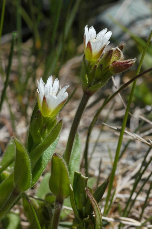 Image of Cerastium tianschanicum specimen.