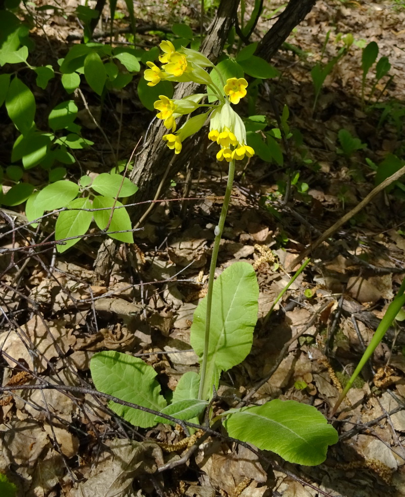 Изображение особи Primula veris.