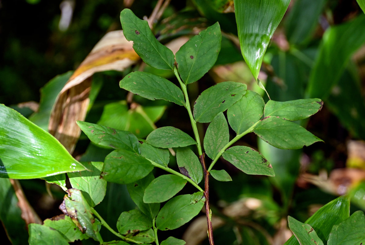 Image of Vaccinium smallii specimen.