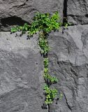 Asplenium ruta-muraria. Вегетирующие растения. Армения, обл. Лори, окр. г. Алаверди, монастырь Санаин, ≈ 1000 м н.у.м., на каменной стене. 24.06.2022.