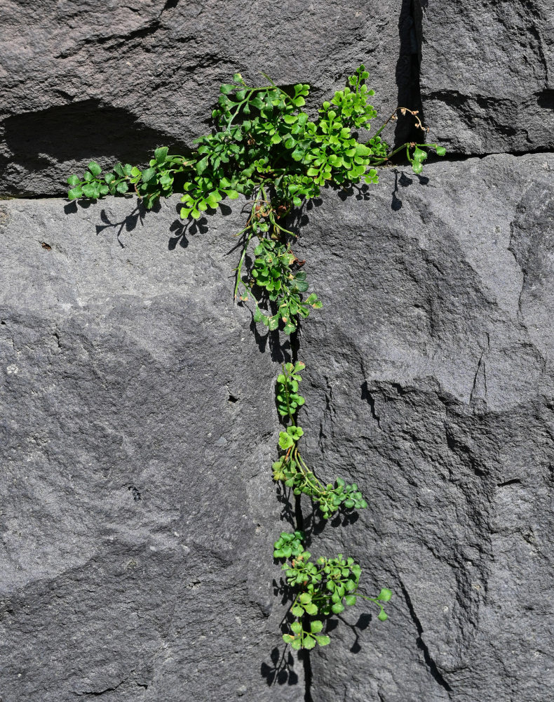 Изображение особи Asplenium ruta-muraria.