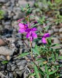 Chamaenerion latifolium. Верхушка побега с соцветием. Красноярский край, Таймырский Долгано-Ненецкий р-н, плато Путорана, долина р. Кутарамакан, каменистый пляж. 25.07.2023.