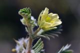 Tribulus terrestris. Верхушка веточки с цветком. Объединённые Арабские Эмираты, эмират Дубай, окр. пляжа Al Mamzar, участок обнажённого грунта между посадками кустарников и деревьев. 04.05.2023.