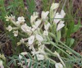 Astragalus ergenensis