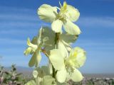 Delphinium semibarbatum