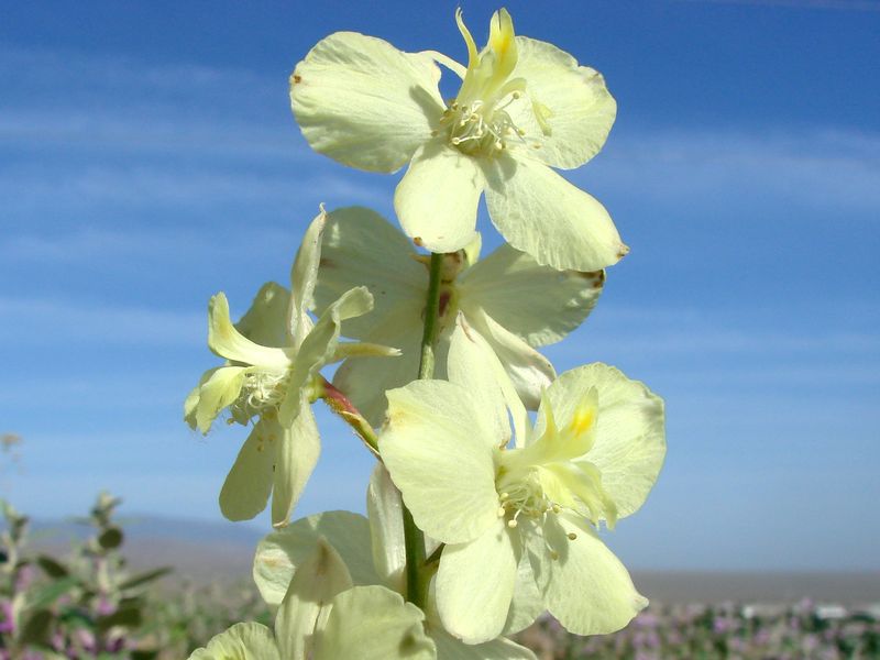 Изображение особи Delphinium semibarbatum.