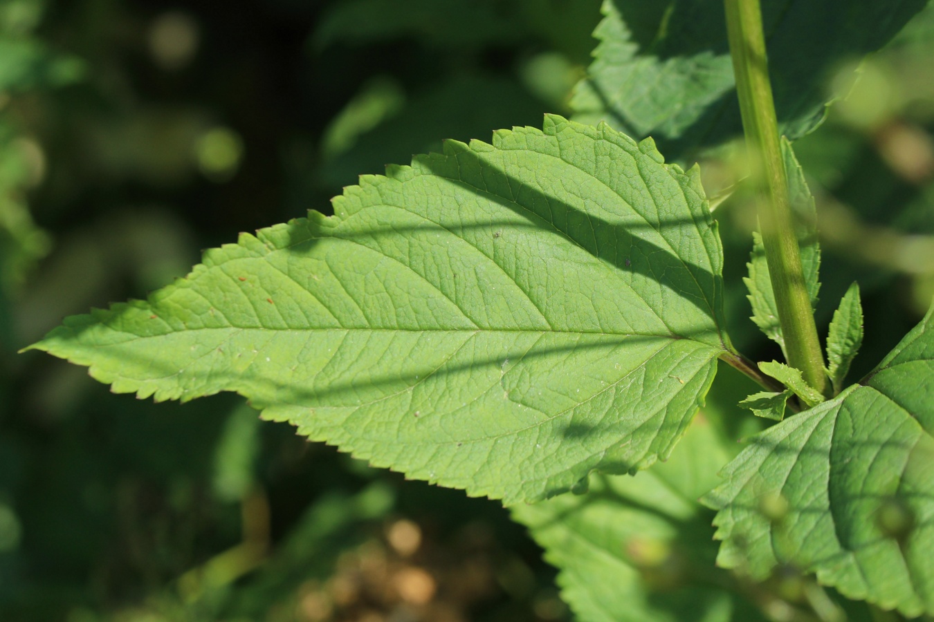 Изображение особи Scrophularia nodosa.