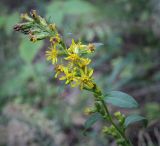 Solidago virgaurea. Соцветие. Пермский край, г. Пермь, Индустриальный р-н, опушка в хвойном лесу. 04.08.2023.